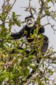 03 Oeganda, Kibale Forest, zwartwitte colobus